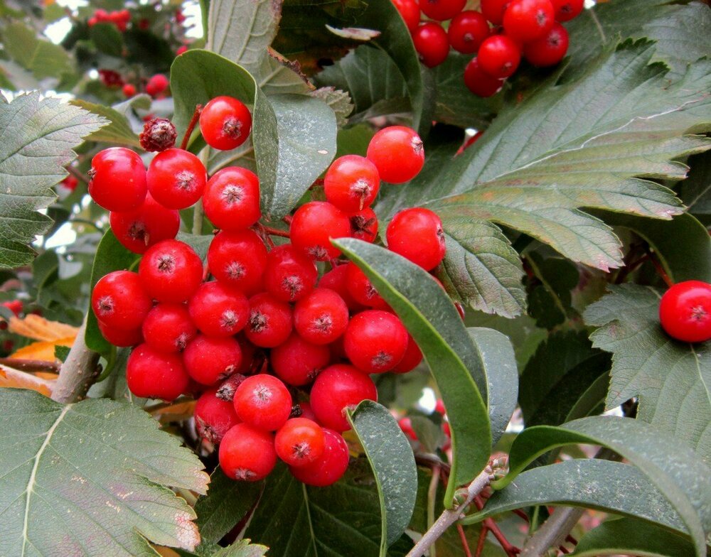 Рябина дуболистная (Sorbus x thuringiaca)