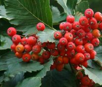 Рябина дуболистная (Sorbus x thuringiaca)