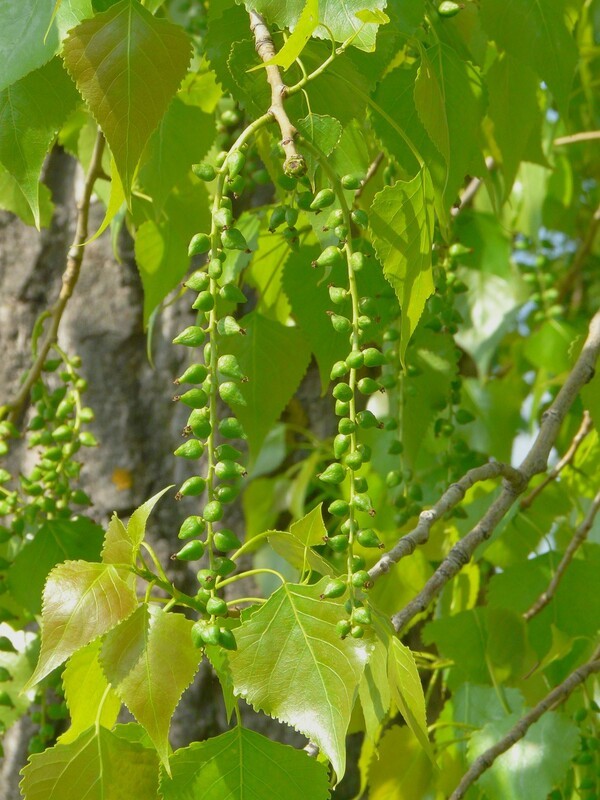 Тополь канадский (Populus x canadensis)