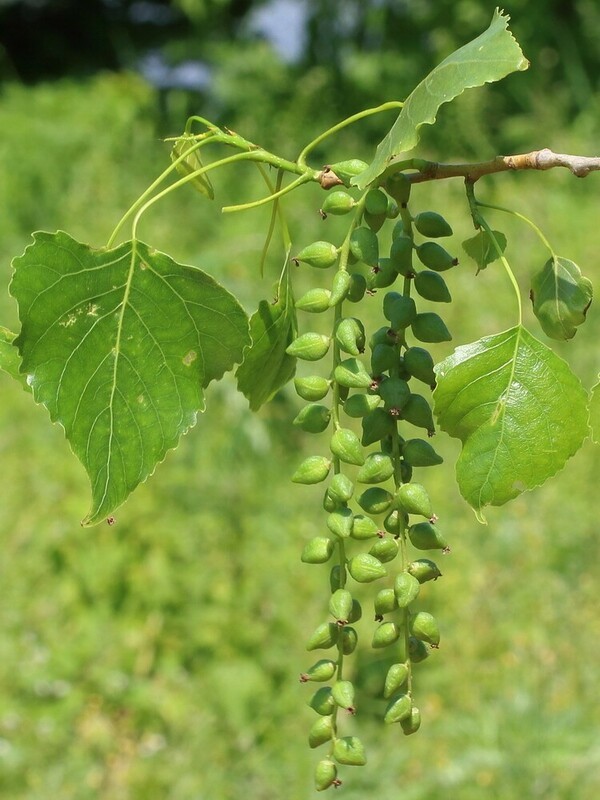 Тополь канадский (Populus x canadensis)