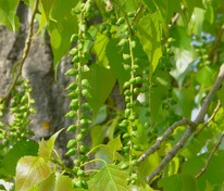 Тополь канадский (Populus x canadensis)