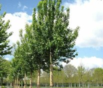 Черемуха обыкновенная Тифурт (Prunus padus 'Tiefurt')