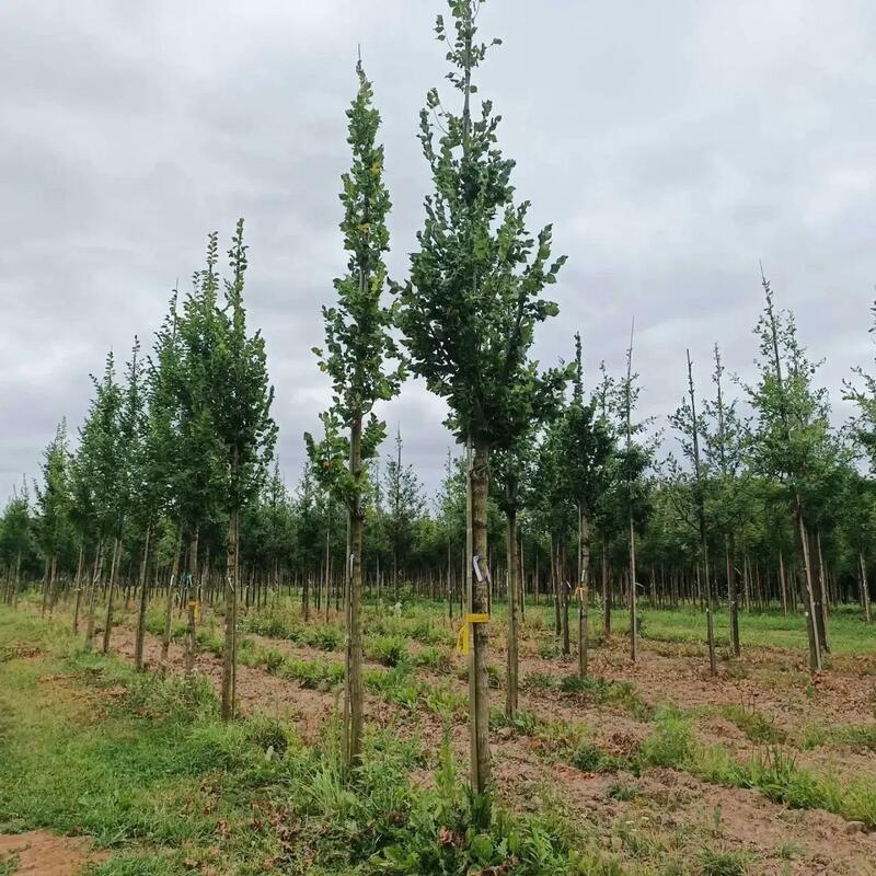 Вяз голландский Колумелла (Ulmus x hollandica 'Columella')
