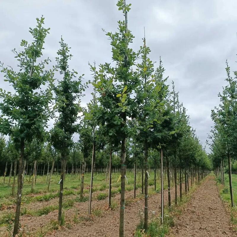 Вяз голландский Колумелла (Ulmus x hollandica 'Columella')
