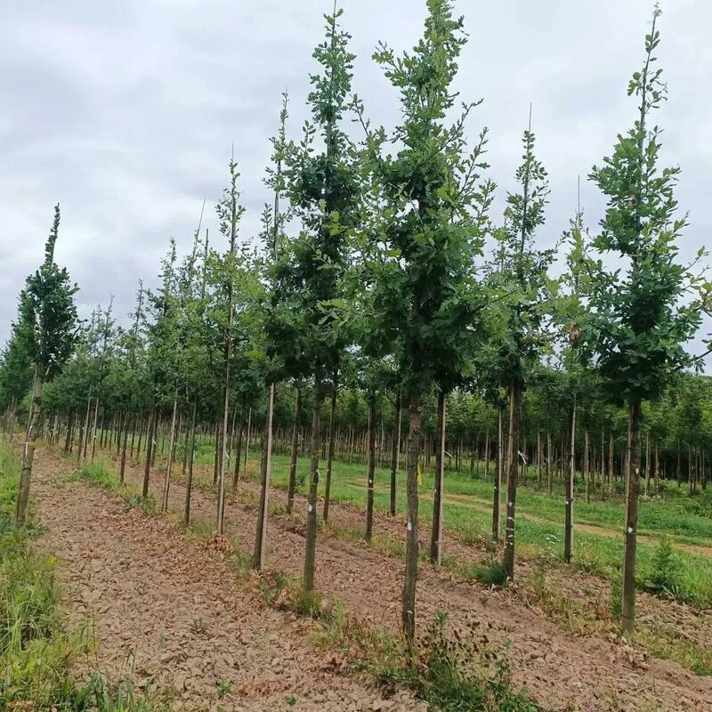 Вяз голландский Колумелла (Ulmus x hollandica 'Columella')