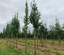 Вяз голландский Колумелла (Ulmus x hollandica 'Columella')