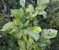 Вяз голландский Колумелла (Ulmus x hollandica 'Columella')