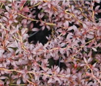 Барбарис Тунберга Ред Дрим (Berberis thunbergii 'Red Dream')