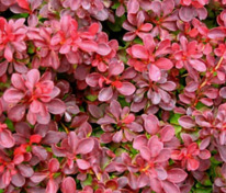 Барбарис Тунберга Файербол (Berberis thunbergii 'Fireball')