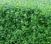 Бирючина обыкновенная Атровиренс (Ligustrum vulgare 'Atrovirens')