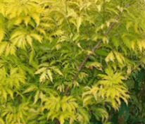 Бузина чёрная Голден Тауер (Sambucus nigra 'Golden Tower')