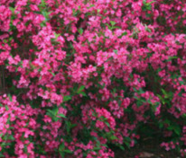 Вейгела (Weigela)