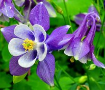 Аквилегия гибридная (Aquilegia x hybrida)