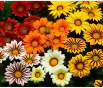 Гацания жесткая Нью Дей Микс (Gazania rigens 'New Day Mix') смесь