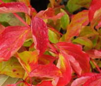 Дерен кроваво-красный (Cornus sanguinea)