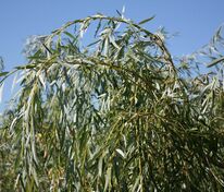 Ива белая Тристис (Salix alba 'Tristis')