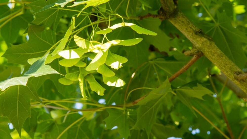 Клен 'Norvegian Sunset' (Норвиджиан Сансет)