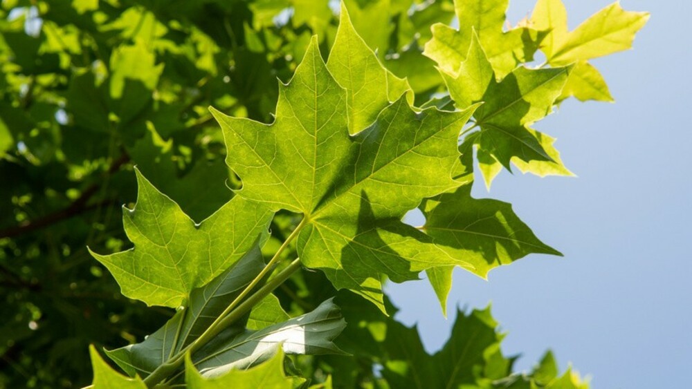 Клен 'Norvegian Sunset' (Норвиджиан Сансет)