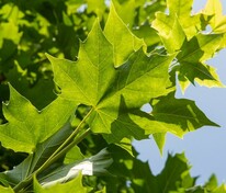 Клен Норвиджиан Сансет (Acer 'Norvegian Sunset')