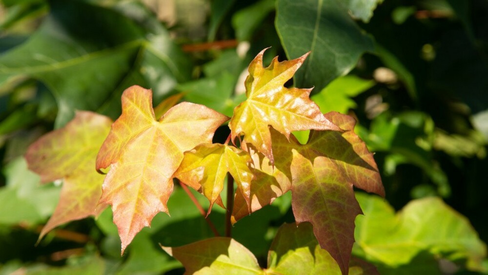 Клен Пасифик Сансет (Acer 'Pacific Sunset')