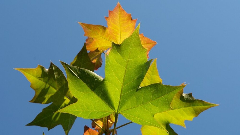 Клен 'Pacific Sunset' (Пасифик Сансет)