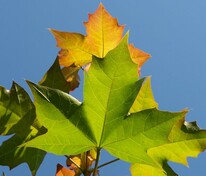 Клен Пасифик Сансет (Acer 'Pacific Sunset')