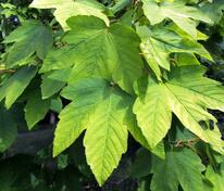 Клен ложноплатановый Брушем (Acer pseudoplatanus 'Bruchem')