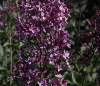 Сирень Блумеранг (гибридная) Дарк Пепл (Syringa 'Dark Purple')
