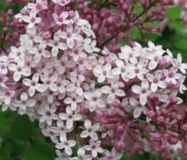 Сирень Мейера "Josee" (Джози)