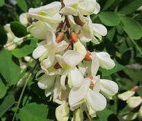 Робиния лжеакация Нуирсеги (Robinia pseudoacacia 'Nyirsegi')