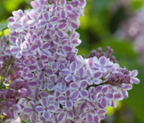 Сирень обыкновенная Лила Вандер (Syringa vulgaris 'Lila Wonder')