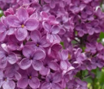 Сирень обыкновенная Мирабо (Syringa vulgaris 'Mirabeau')