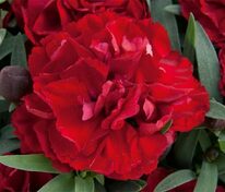 Гвоздика гибридная Супер Трупер (Dianthus x hybrida 'Super Trouper')