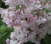Сирень обыкновенная Нина (Syringa vulgaris 'Nina')