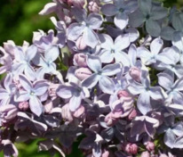 Сирень обыкновенная Мадам Шарль Суше (Syringa vulgaris 'Madame Charles Souchet')