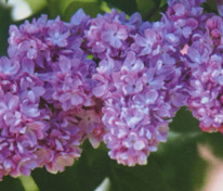 Сирень обыкновенная Великая Победа (Syringa vulgaris 'Velikaya Pobeda')