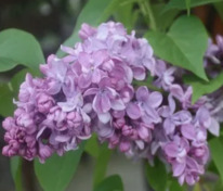 Сирень обыкновенная Маршел Ланн (Syringa vulgaris 'Marechal Lannes')