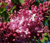 Сирень обыкновенная Маршал Фош (Syringa vulgaris 'Marshal Foch')