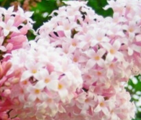 Сирень обыкновенная Калифорния Роуз (Syringa vulgaris 'California Rose')