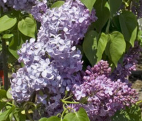 Сирень обыкновенная Капитан Бальте (Syringa vulgaris 'Capitaine Baltet')