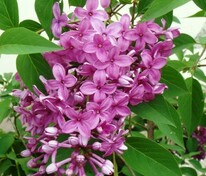 Сирень китайская (Syringa x chinensis)