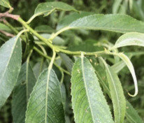 Ива ломкая Басфордиана (Salix fragilis 'Basfordiana')