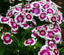 Гвоздика китайская Диана (Dianthus chinensis 'Diana') смесь