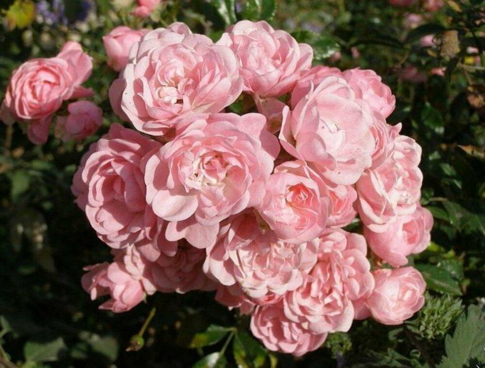 Роза почвопокровная Фэйри (Rosa 'The Fairy')
