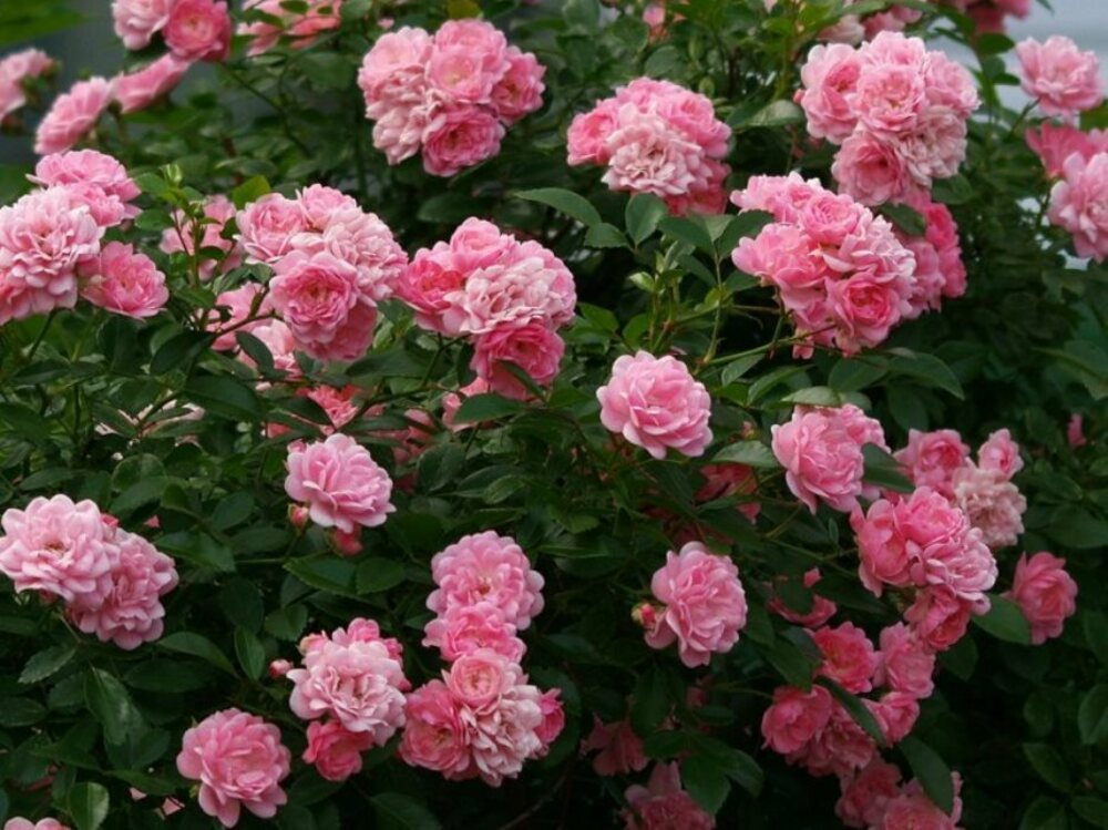 Роза почвопокровная Фэйри (Rosa 'The Fairy')