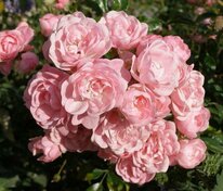 Роза почвопокровная Фэйри (Rosa 'The Fairy')