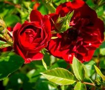 Роза почвопокровная Роте Фэйри (Rosa 'Rote The Fairy')