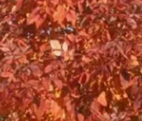 Ясень американский Отом Аплаус (Fraxinus americana 'Autumn Applause')