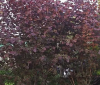 Лещина краснолистная Академик Яблоков (Corylus 'Akademik Yablokov') (фундук)