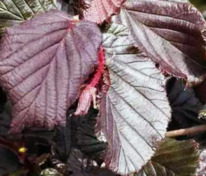 Лещина обыкновенная Ивантеевский Пурпурный (Corylus avellana 'Ivanteevskij Purpurnyj') (фундук)